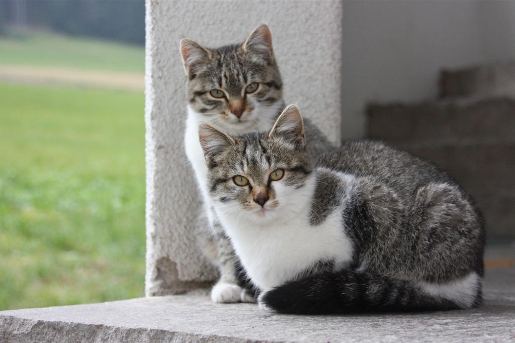 Spisserhof キウーザ エクステリア 写真